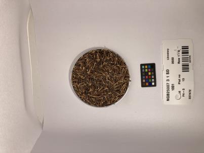 Click for 1 image(s) for this accession. SEED